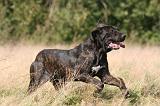 FILA BRASILEIRO 131
